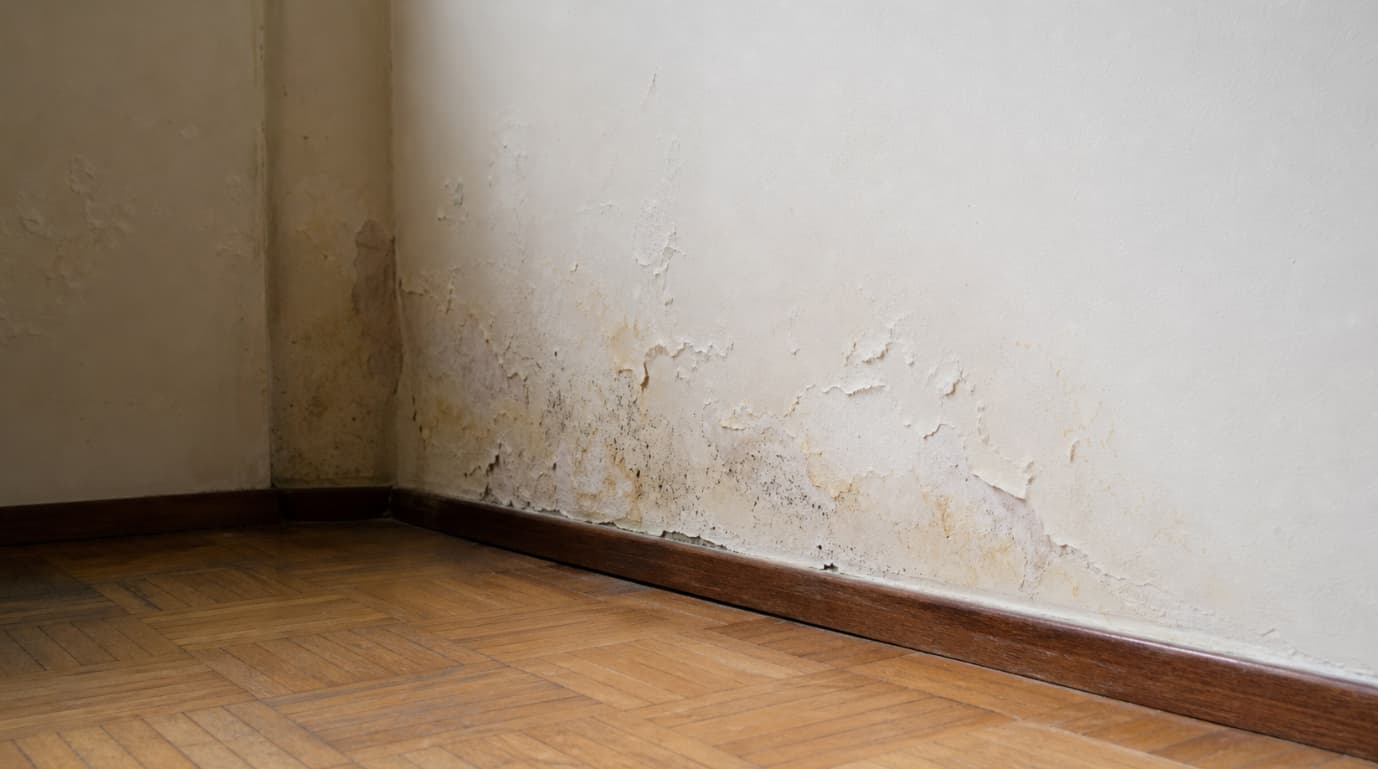 mur mitoyen humide