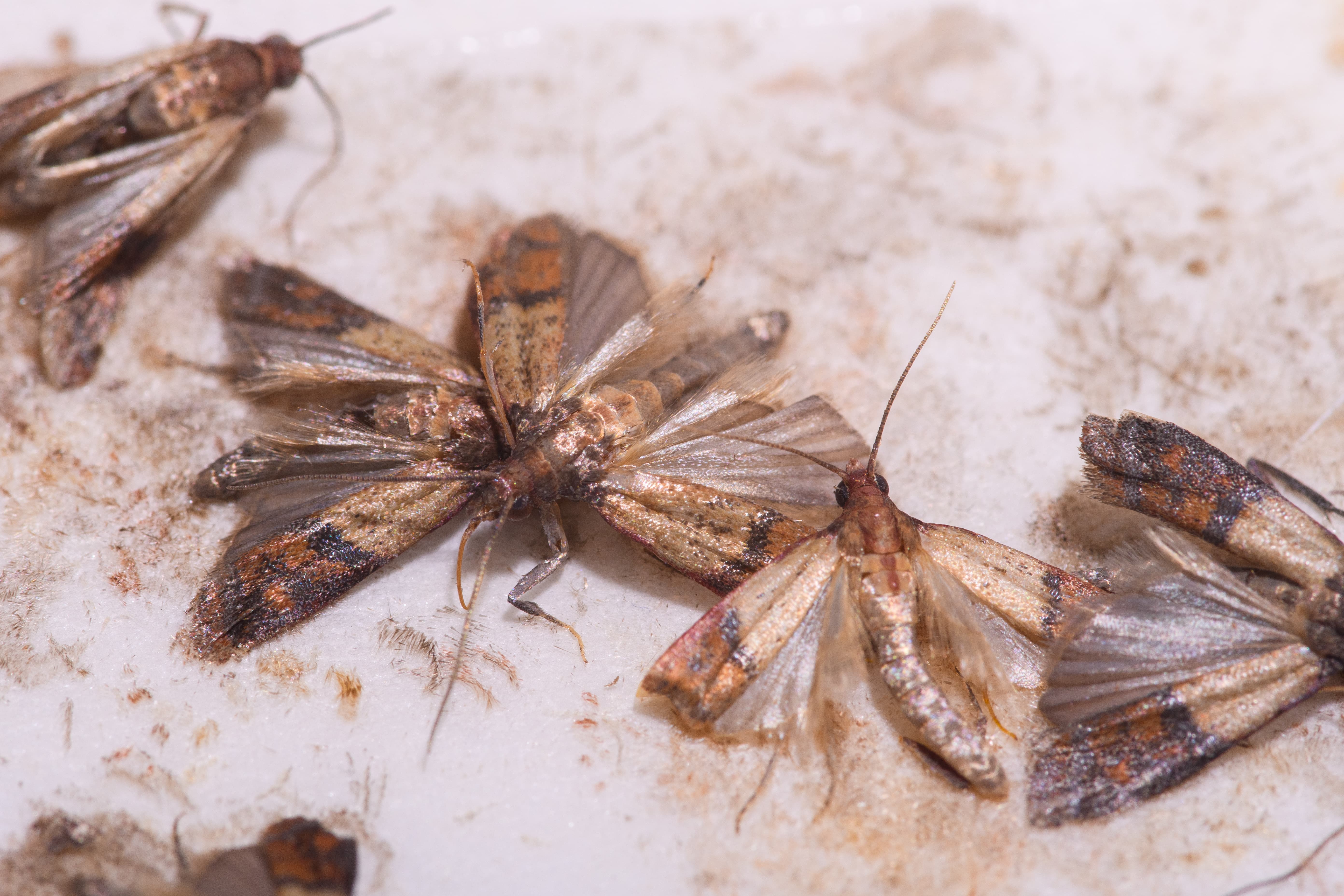 mites alimentaires