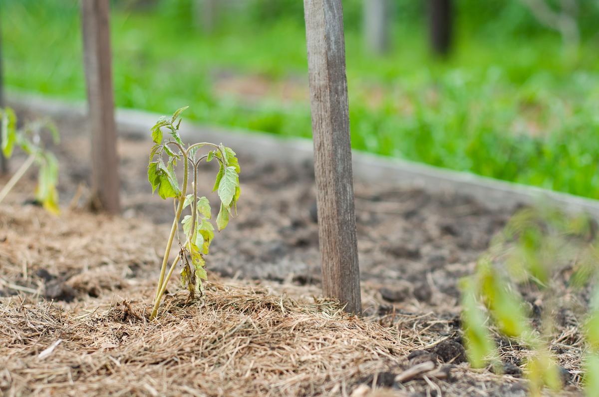 secheresse au potager