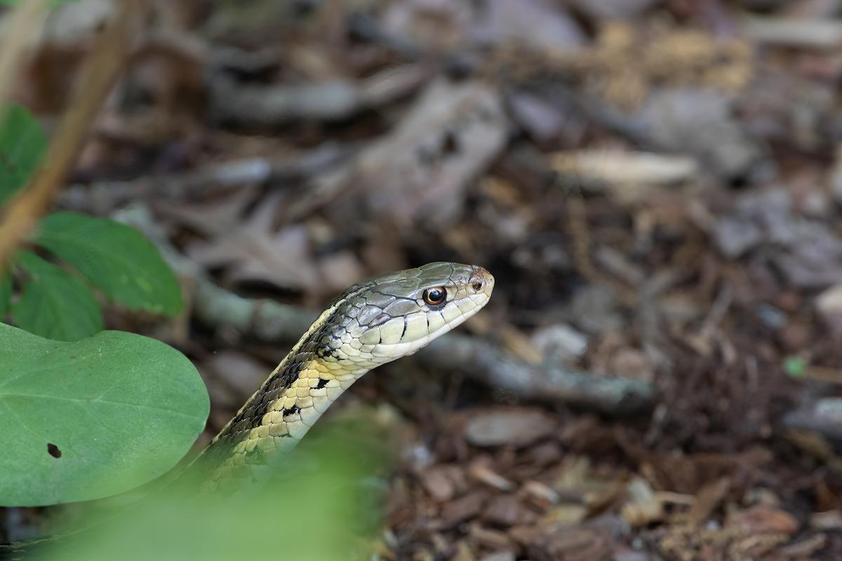un serpent apparait dans votre jardin ? Comment s'en débarasser