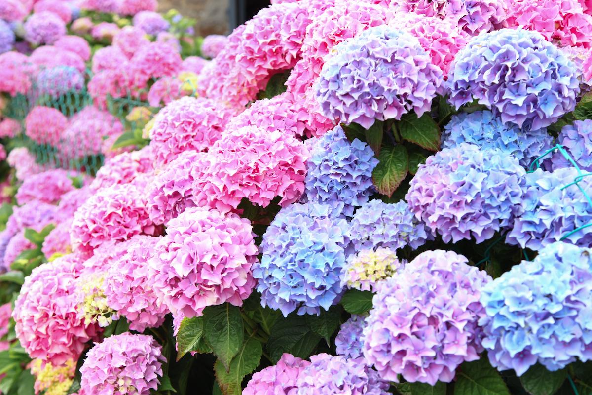 comment prendre soin des hortensia dans votre jardin 