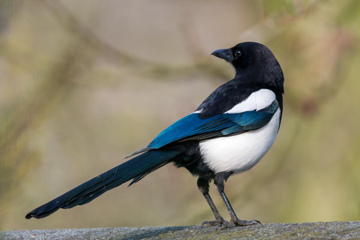 qu'est-ce que la présence de pie veut dire sur votre jardin ? 