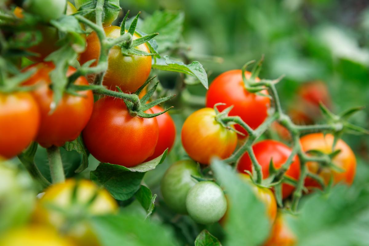profitez de plants de tomates en bonne santé toute l'année