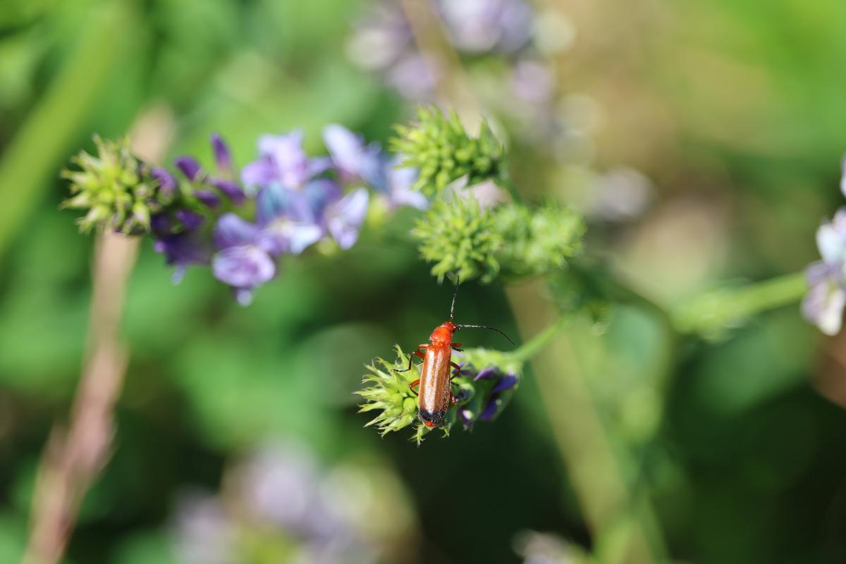 ce n'est pas un cafard mais un vrai allié de votre jardin 