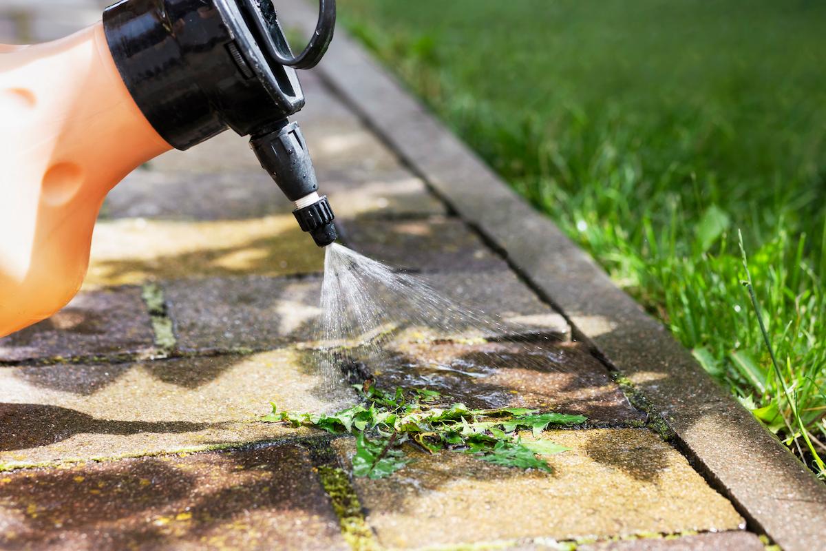 mauvaises herbes allée remède miracle comment procéder ?