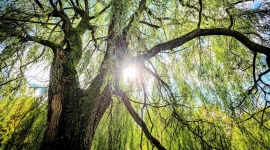 3 arbres très résistants pour un jardin plus frais et plus ombragé