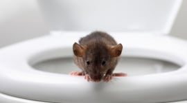 Empêcher souris et rats d'entrer à l'automne : tous les accès à vérifier, du sol au toit