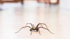 Elles reviennent ! Pourquoi les grosses araignées réapparaissent chez vous en automne