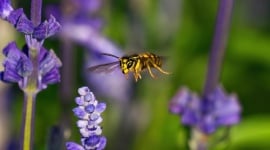 Ces plantes de votre jardin qui attirent les guêpes tout l'été