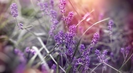 Lavande : ce geste étonnant prolonge la floraison de plusieurs semaines