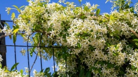 Jasmin étoilé en fin de floraison : les 4 gestes de taille à faire dès maintenant