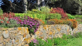 Vous plantez vos fleurs en plein été ? Voici pourquoi les pépiniéristes attendent la rentrée pour le faire !