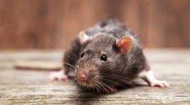 Ils reviennent ! Rats et souris s’invitent chez vous : voici comment les éliminer sans danger