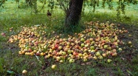 Cette discrète menace pour la santé de votre jardin : les fruits pourris !