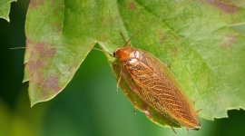 Cafard de jardin : comment les identifier et s’en protéger