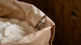 Mites alimentaires : quels sont les signes d’une infestation ?