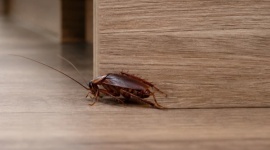 Cafards dans votre maison : comment les identifier, les éliminer et éviter qu'ils reviennent