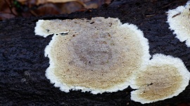 Coniophore des caves : comment identifier et traiter ce champignon lignivore ?