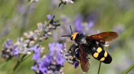 Ce grand insecte rayé que tout le monde prend pour un frelon est en réalité un allié précieux
