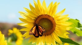 Cette fleur spectaculaire peut encore être semée facilement en début d'été
