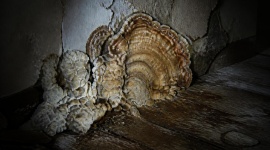 Tout savoir sur le polypore des caves : bien l’identifier pour mieux s’en débarrasser