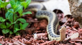 Ce paillis que tous les Français utilisent est aussi le camping 5 étoiles des serpents en été !