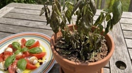 Votre basilic n'est pas condamné : voici ce qu'il lui manque vraiment pour tenir l'été