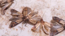 Les techniques les plus efficaces pour se débarrasser des mites alimentaires