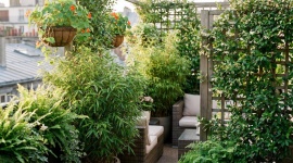 Votre balcon est une fournaise ? Ces 6 plantes en pot font vraiment baisser la température