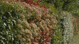 Planter une haie à l'automne : espèces, période et méthode