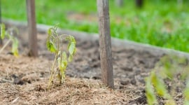 Quand arroser son potager par forte chaleur : le créneau idéal pour ne pas gaspiller l'eau (et abîmer vos plants)