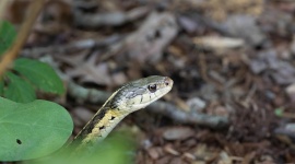 Le figuier attire-t-il vraiment les serpents dans le jardin ?