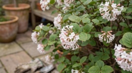 Oubliez les hortensias : cet arbuste discret parfume votre jardin sans effort
