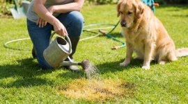 Urine de chien et pelouse brûlée : la vraie cause et le geste de dilution qui sauvera votre gazon 