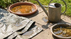 Jardin infesté de moustiques ? Le vrai coupable est l'eau stagnante : découvrez les 6 cachettes que vous ignorez