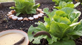 Limaces qui dévorent le potager : ce qui marche vraiment et ce qu'il vaut mieux abandonner