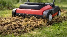 Que faire après avoir scarifié sa pelouse ? Les étapes pour retrouver un gazon verdoyant