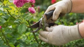 Le bon moment est arrivé : ces plantes peuvent refleurir si vous les taillez début août