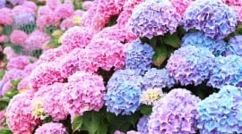 Hortensias : cette erreur de taille que font 9 jardiniers sur 10 sans le savoir