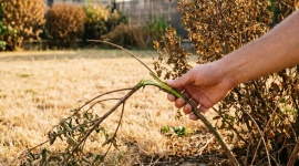 Votre jardin a grillé pendant la canicule ? Voici comment savoir ce qui est mort et ce qui va repartir