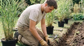 Remplacer ses thuyas par du miscanthus : le piège du sol que beaucoup découvrent trop tard