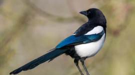 Une pie s'est installée dans votre jardin ? Voici ce qu'elle essaie vraiment de vous dire