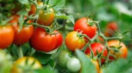 Oubliez le basilic : cette fleur discrète transforme vos plants de tomates en usine à fruits