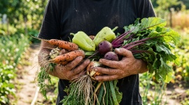 Ces 5 légumes semés fin juillet transforment votre potager en garde-manger jusqu'en octobre