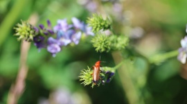 Vous écrasez peut-être le meilleur allié de votre jardin sans le savoir