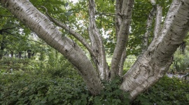 Canalisations : ces 6 arbres sont en train de détruire vos tuyaux sans que vous le sachiez !