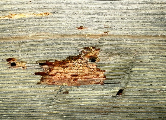 Traitement pour les charpentes en bois