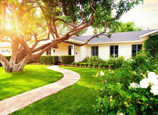 Arbre devant la maison
