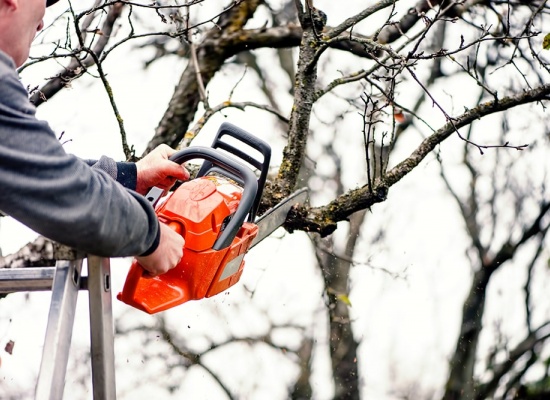 Prix de l'élagage d'un arbre
