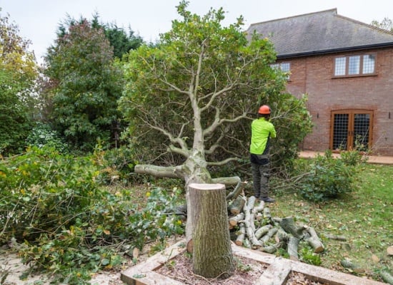 A-quelle-entreprise-confier-labattage-dun-arbre-ootravaux